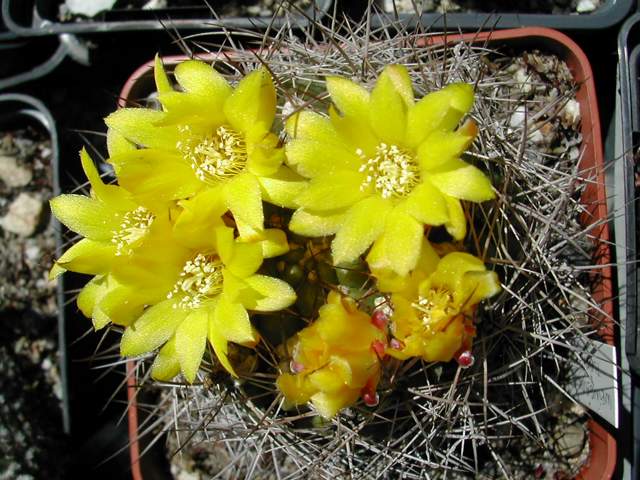 Quelques fleurs actuelles de mes cactus Dscn7210