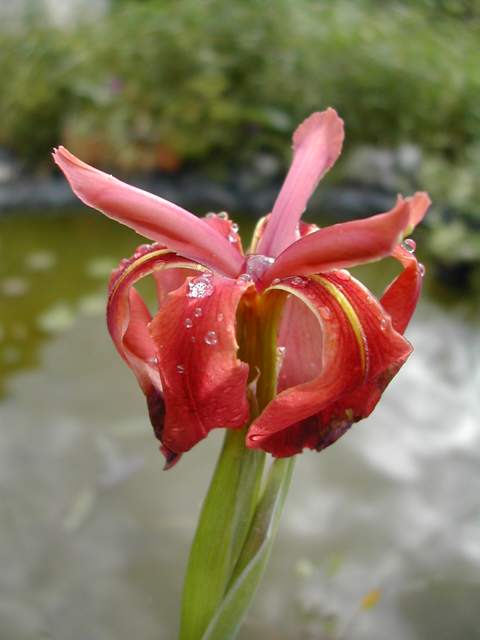 plants d'Iris fulva Iris_f10