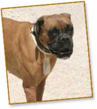 BONNY boxer femelle 5ans Bonny10