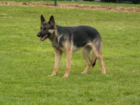 Chiots Berger Allemand Noir Et Noir Et Feu