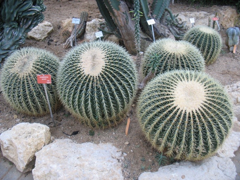 Cactaceae Jardin10