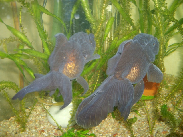 Aquas et poissons de la maman de Cerise89 S6003214