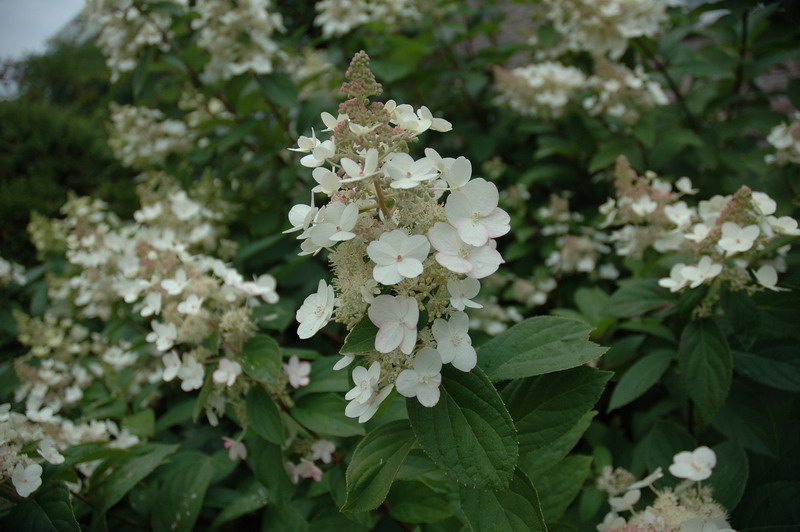 Hydrangea Paniculata Hydran11