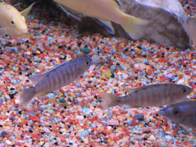 Scianochromis Fryeri (Likoma) Fisch_18