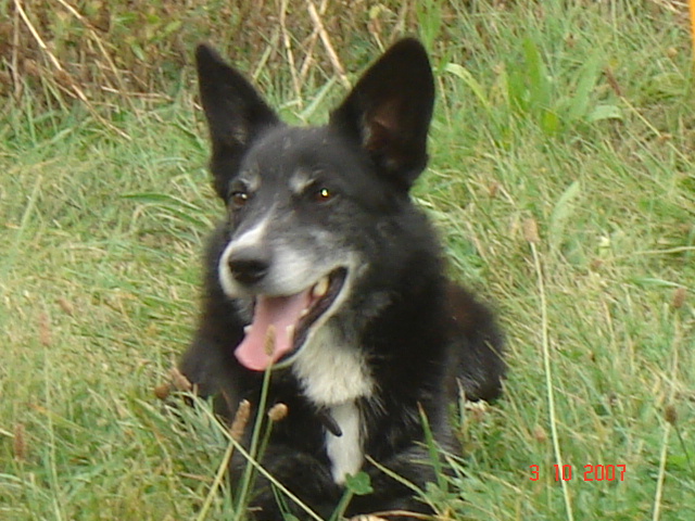 Kim, croisé border collie de 3 ans Dsc03017