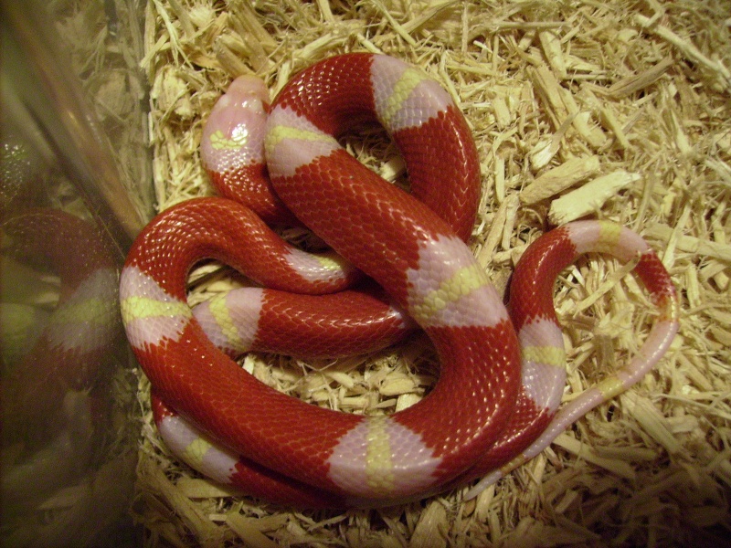 Lampropeltis triangulum sinaloae "Amlanique" Photo_83