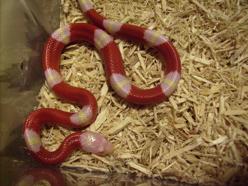 Lampropeltis triangulum sinaloae "Amlanique" Photo_84