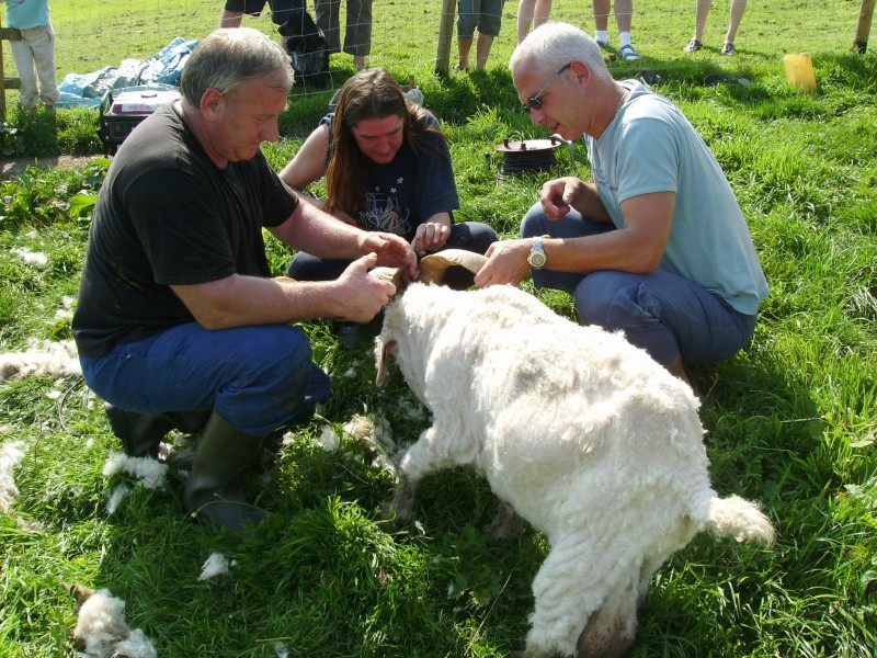 la tonte du bouc angora Imgp0032