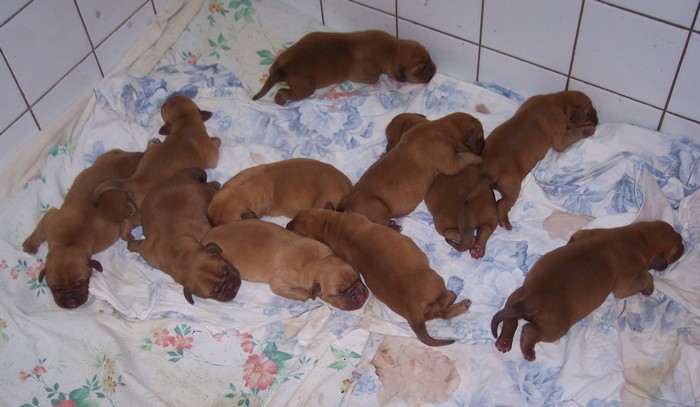 Naissance le 29/04/2011- 11 chiots - dept 87 2011-020