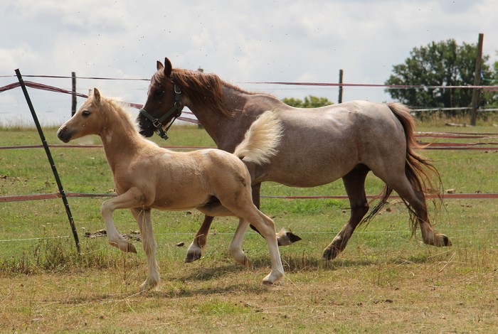 BEEKOOL DELADOGE, mâle welsh A palomino Bekool28