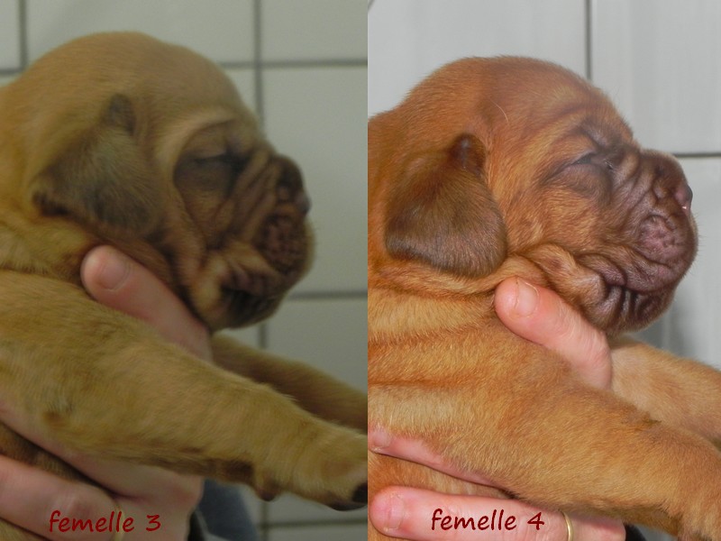 Naissance le 29/04/2011- 11 chiots - dept 87 - Page 2 Femell54