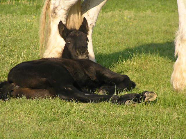 2011 Belzébuth de l'aube (trait poitevin) P4180011