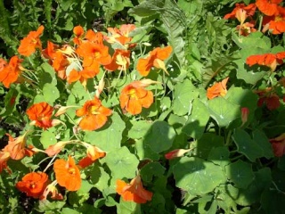 les vivaces du jardin.. Capuci10