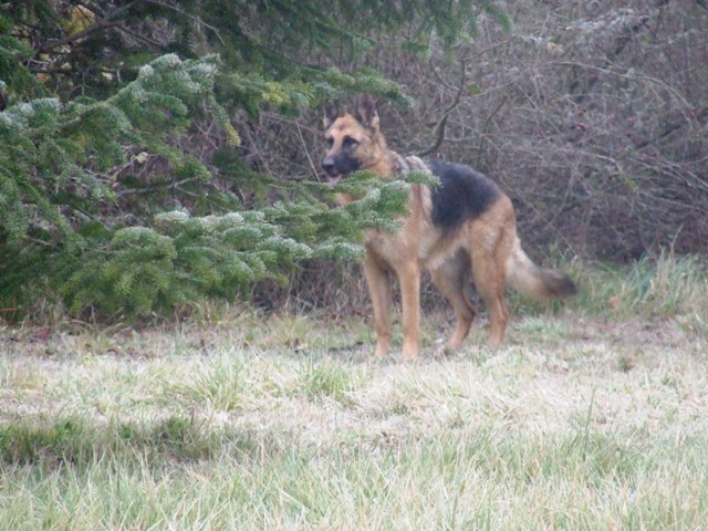 Vanoise 3 ans et Bobo-Bohme 12 mois Dscf1413