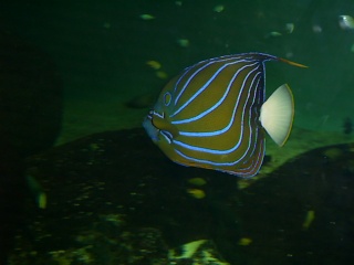 Aquarium de Talmont st hilaire Vendée Sa403416