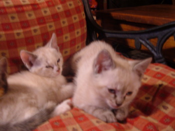 2 chatons femelles de 2 mois Ugo_et10