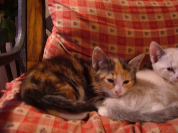 2 chatons femelles de 2 mois Ugo_et11