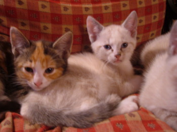 2 chatons femelles de 2 mois Ugo_et12