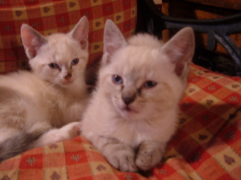 2 chatons femelles de 2 mois Ugo_et13