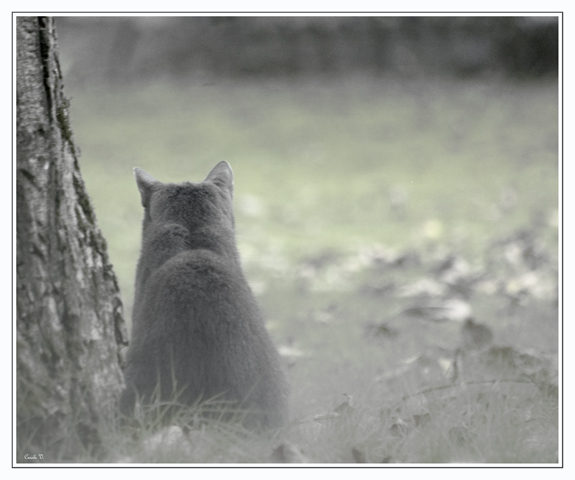 Dans la brume Chat_d10