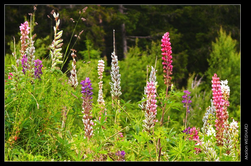 Fleurs en montagne Pleyne10