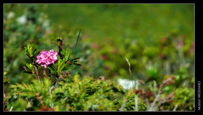 Fleurs en montagne Pleyne11