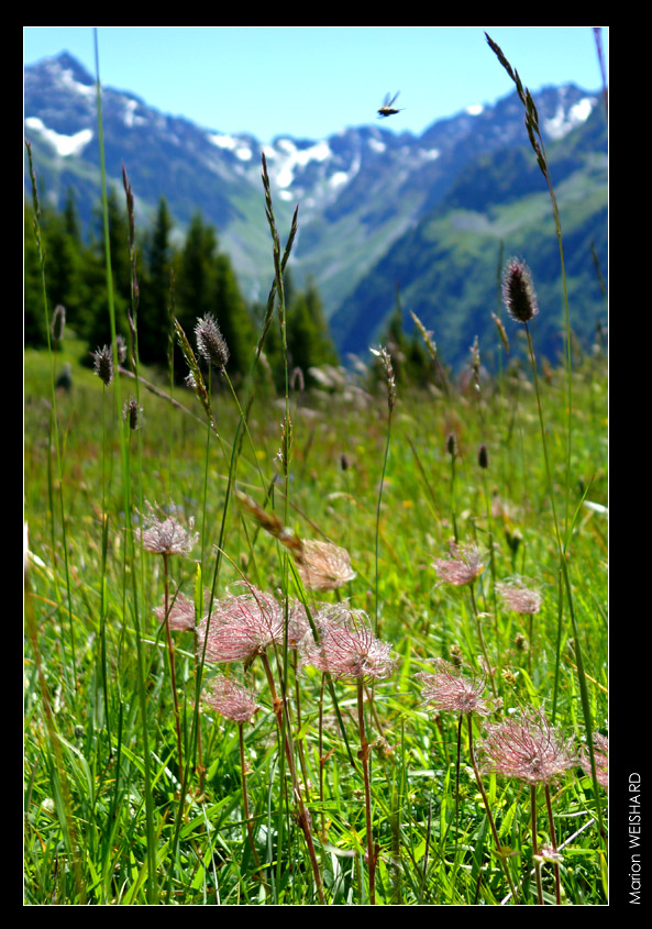 Fleurs en montagne Pleyne13