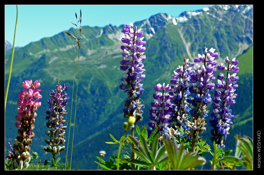 Fleurs en montagne Pleyne14