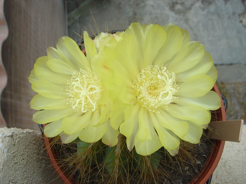 Parodia magnifica synonyme Notocactus magnificus N1410