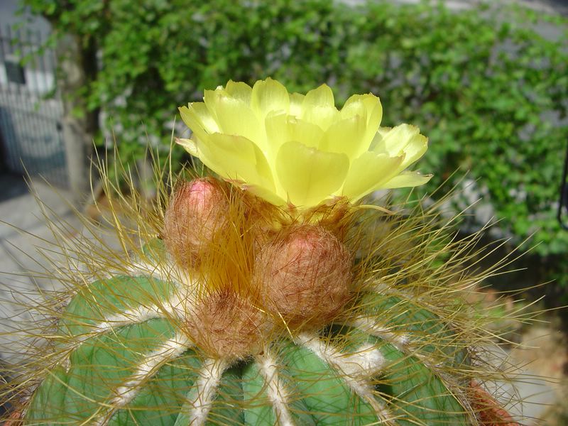 Parodia magnifica synonyme Notocactus magnificus N610