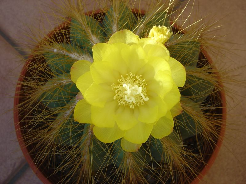 Parodia magnifica synonyme Notocactus magnificus P1910