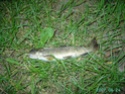 mes prises en Haute Garonne Pict0012