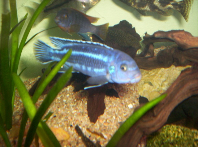 mlanochromis maingano 100_1422