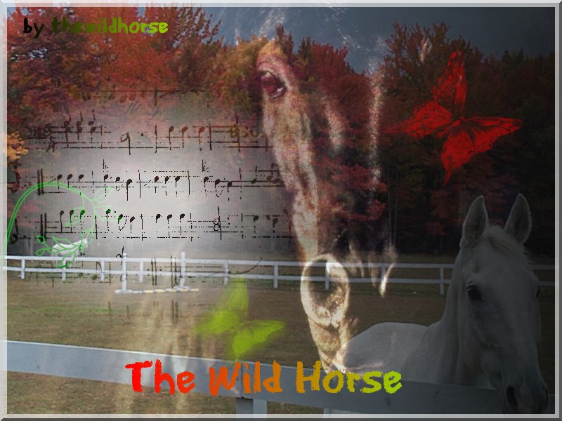 The Wild Horse gallerie Nn12