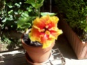 Hibiscus Aurantiacus 100_0914