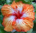 Hibiscus Aurantiacus Hibisc11