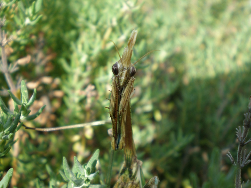 Empusa pennata Empusa11