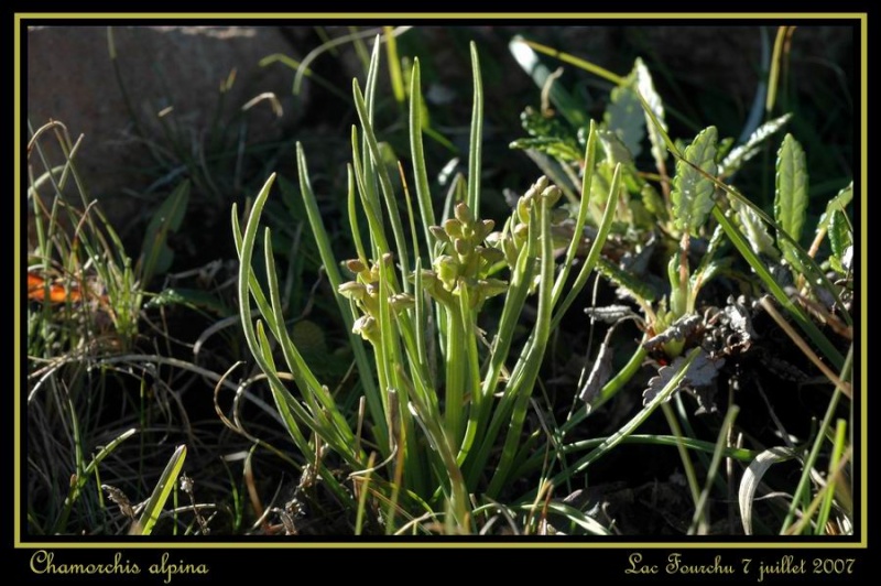 Chamorchis alpina  ( Orchis nain ) Cham_011