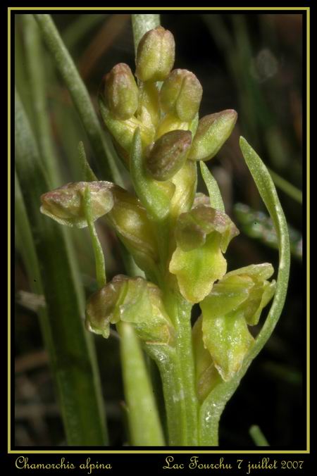 Chamorchis alpina  ( Orchis nain ) Cham_013