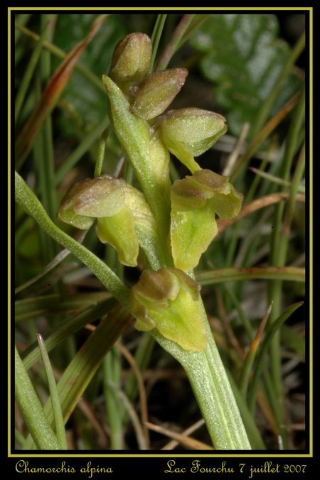 Chamorchis alpina  ( Orchis nain ) Cham_014