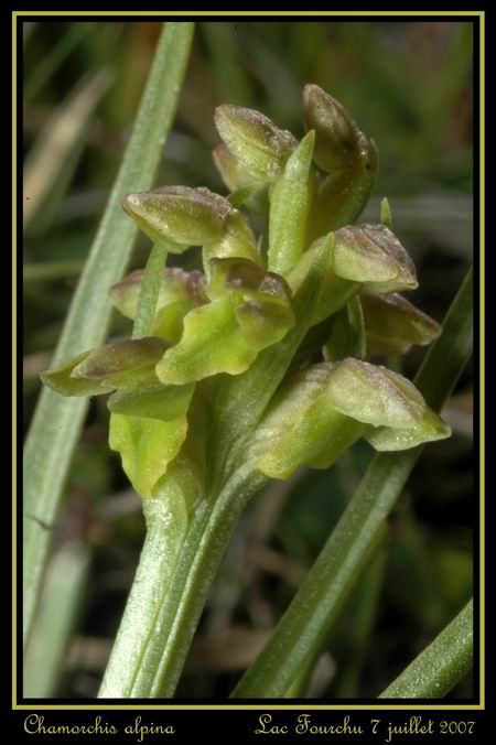 Chamorchis alpina  ( Orchis nain ) Cham_015