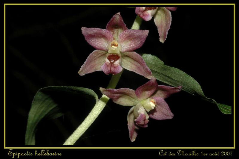 Epipactis helleborine ( Epipactis à larges feuilles ) Ehelle21