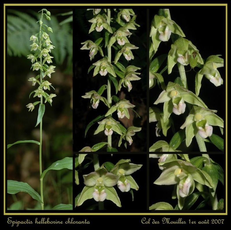 Epipactis helleborine ( Epipactis à larges feuilles ) Ehelle24