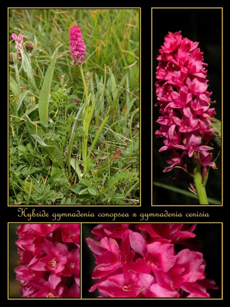 gymnadenia cenisia X gymnadenia conopsea Rhybri10