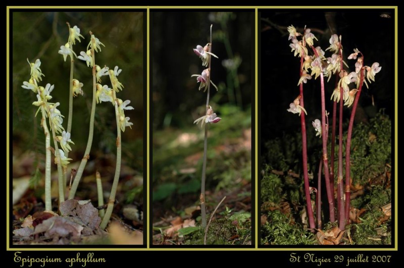 Epipogium aphyllum  ( Epipogon sans feuille ) Rst_ni12