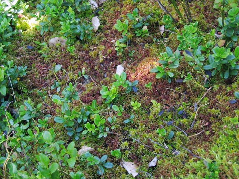 [In situ] Tourbière du Luitel 075_7510