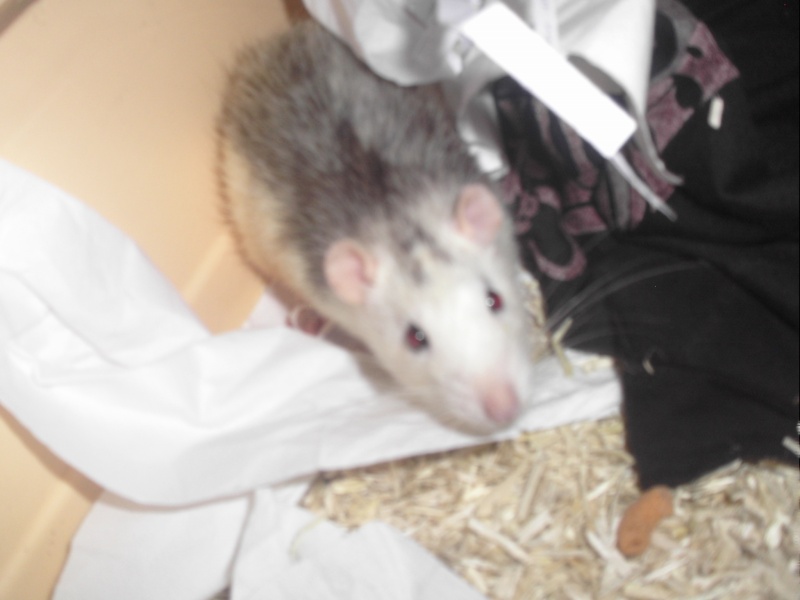 Mes rats d'amour Ratoux10