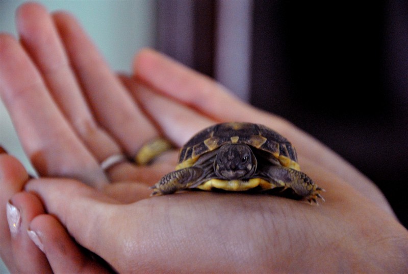 2 petites tortues où j'ai besoin d'aide Dsc_0010