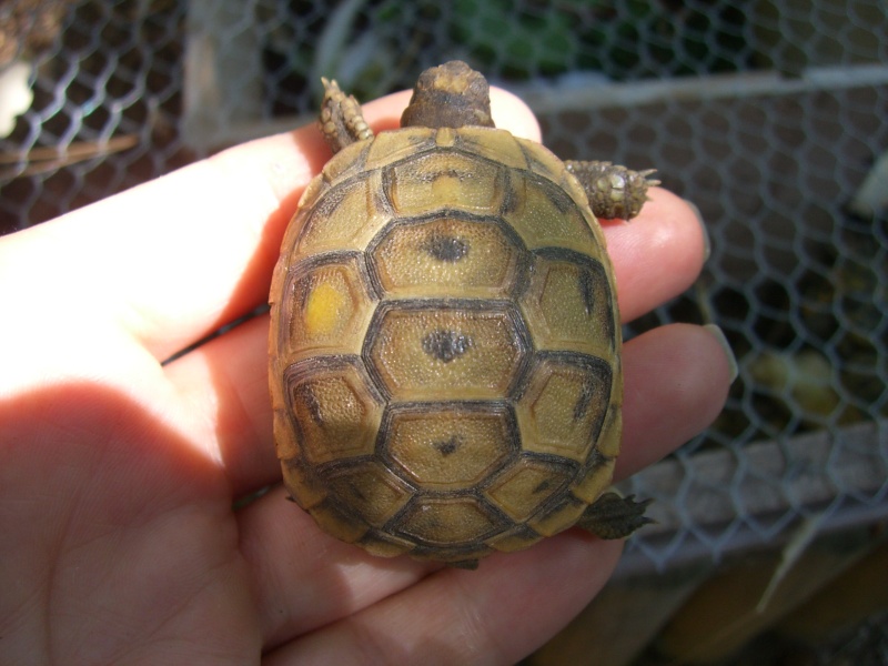 Comment differencier une Graeca d'une Ibera? Photo_17