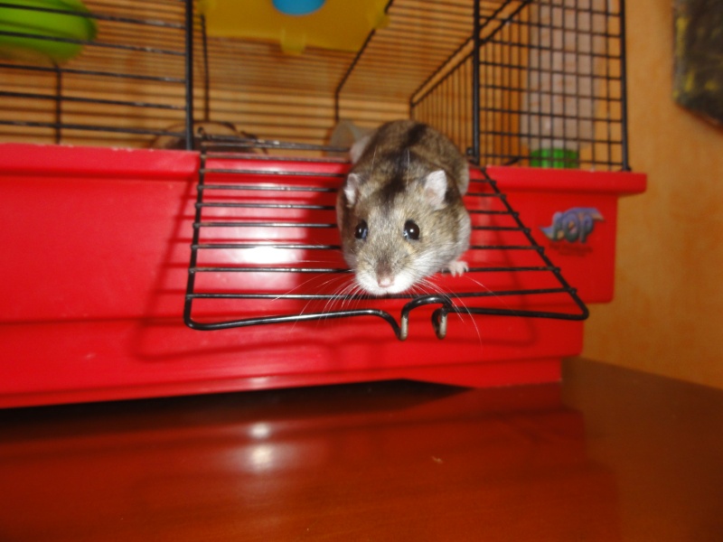 Dpt 34 - Hamster de 1 an - Adotpé par Tina ! MERCI ! - Page 2 Dsc00114